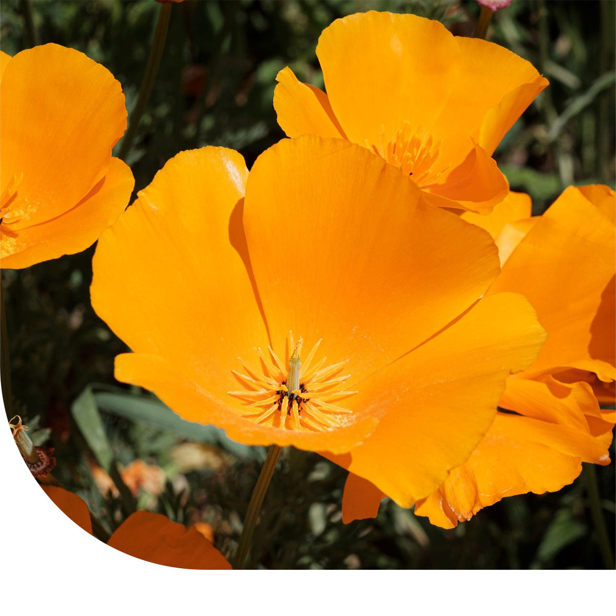 Pavot de Californie – Eschscholzia californica – Mulder Retail B.V.