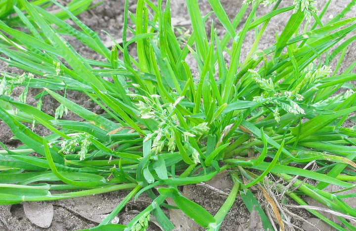 L’herbe des rues, qu'est-ce que c'est et comment s'en débarrasser ?