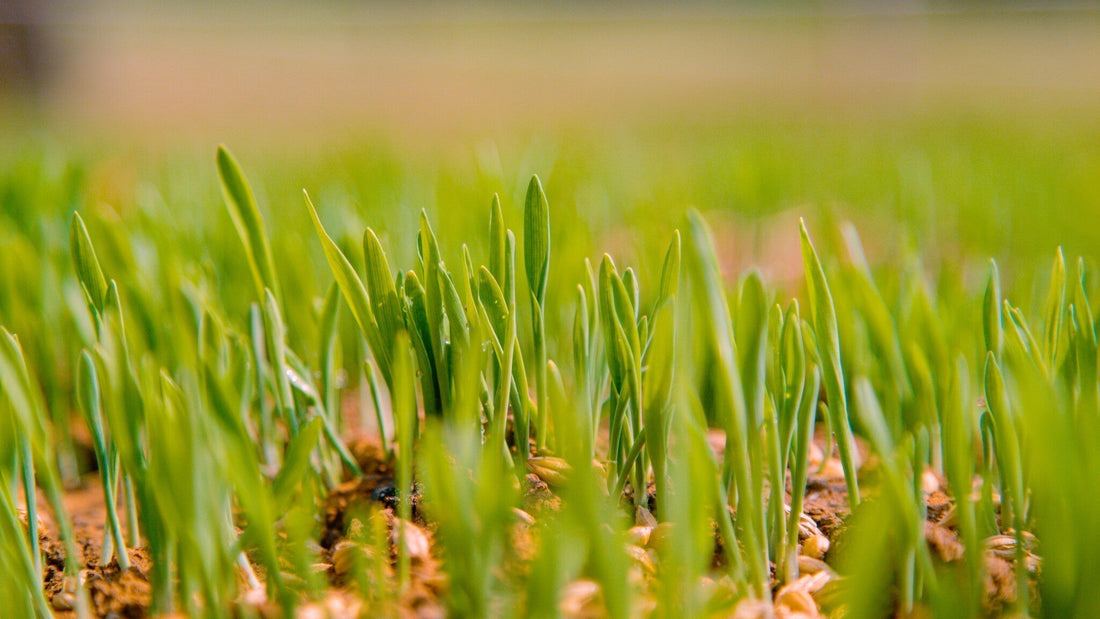 Gras zaaien in het voorjaar vs. in het najaar