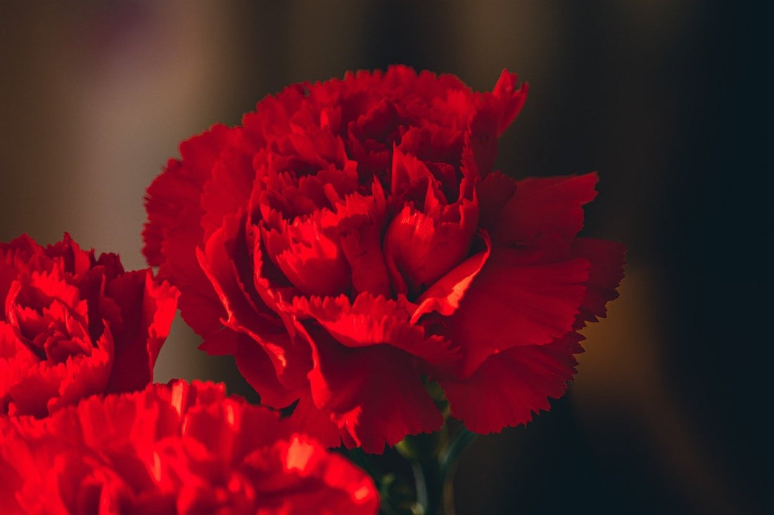 anjer-dianthus