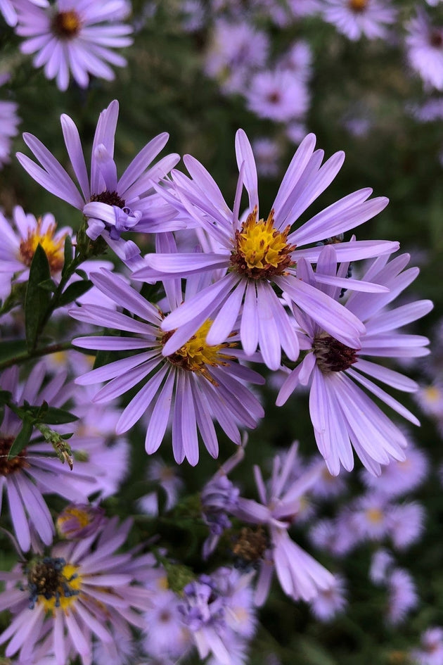 Aster