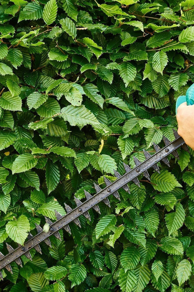 Beukenhaag snoeien zo doe je dat