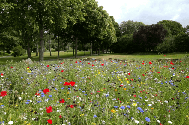 bloemenweide-maaien