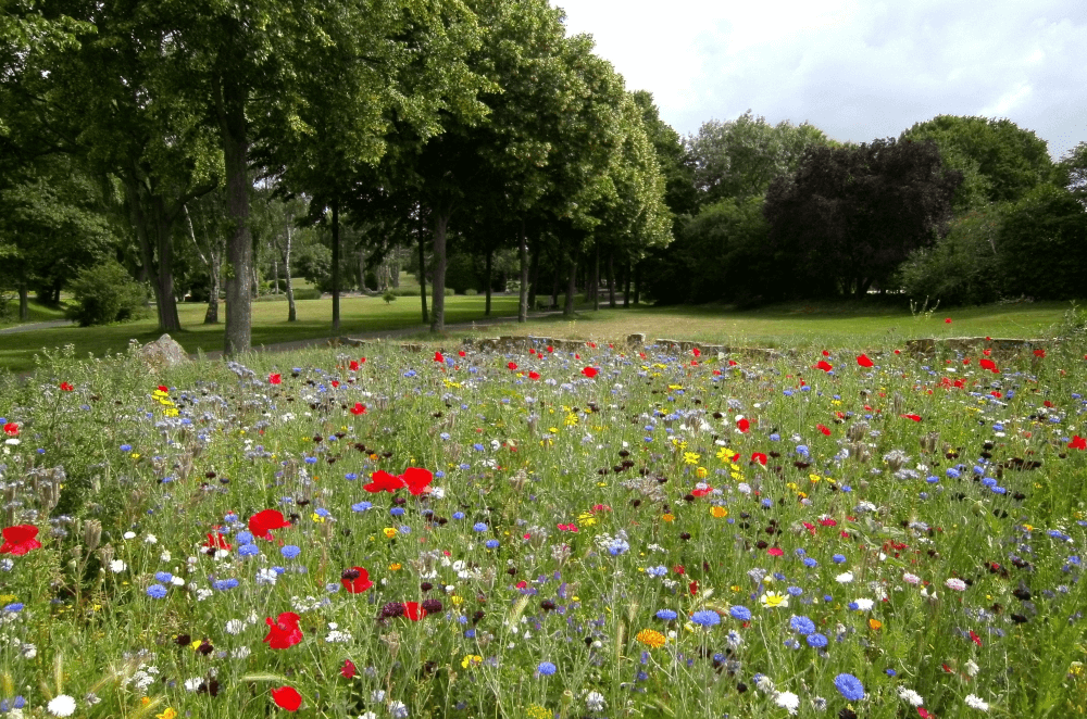 Faucher une prairie fleurie