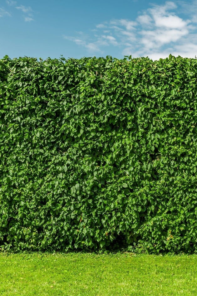 blog-beukenhaag-bemesten