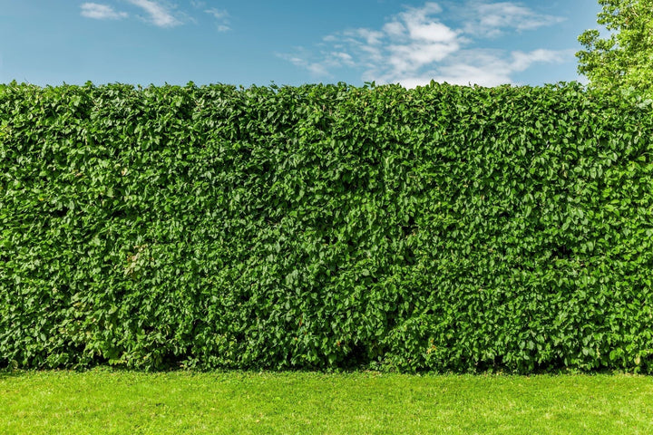 Fertiliser une haie de hêtres : nos conseils !