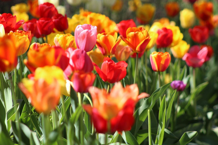 Planter des bulbes de fleurs : quand et comment ?