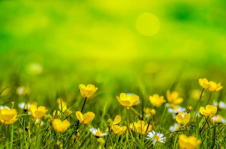 Fleurs jaunes mauvaises herbes ou beauté ?