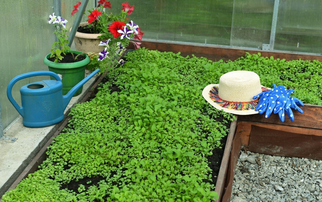 blog-groenbemesters-zaaien-handleiding