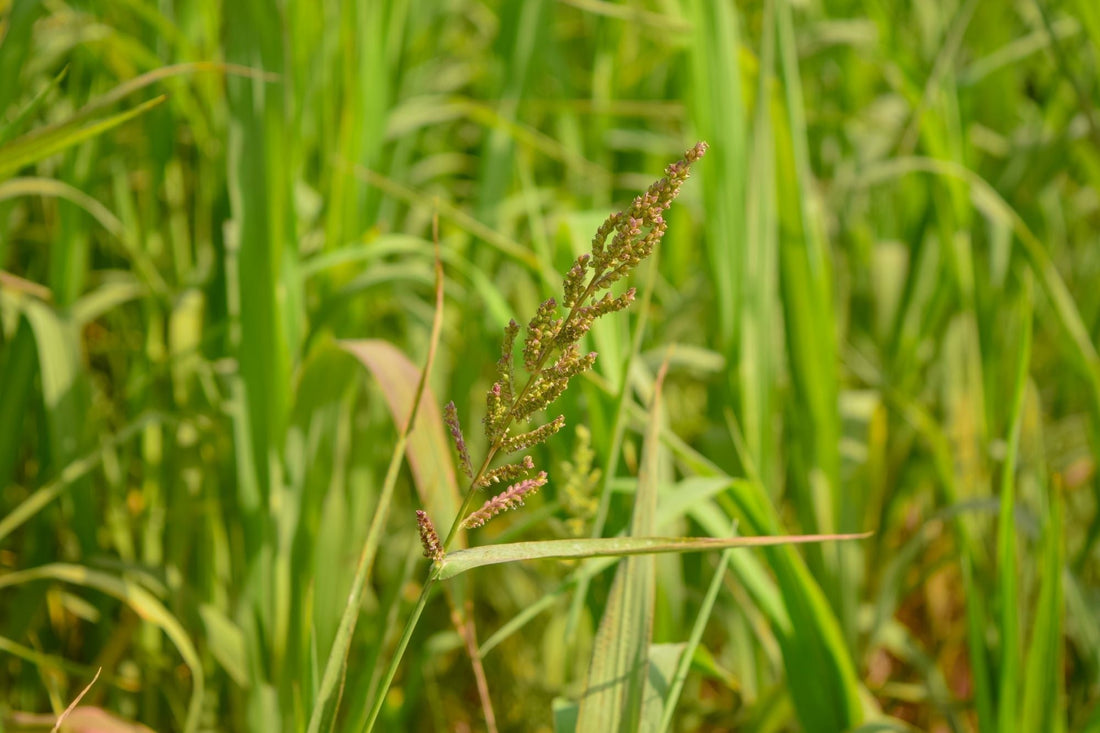 blog-hanenpoot-bestrijden