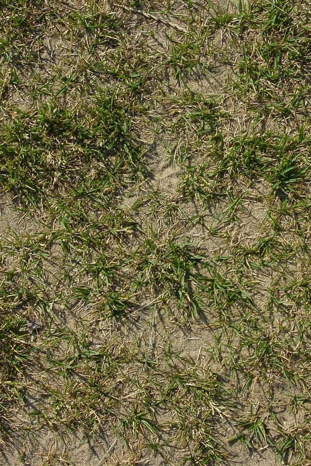 blog-hoe-kun-je-het-oude-gras-verwijderen