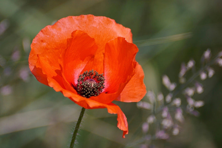 Comment semer des coquelicots ?