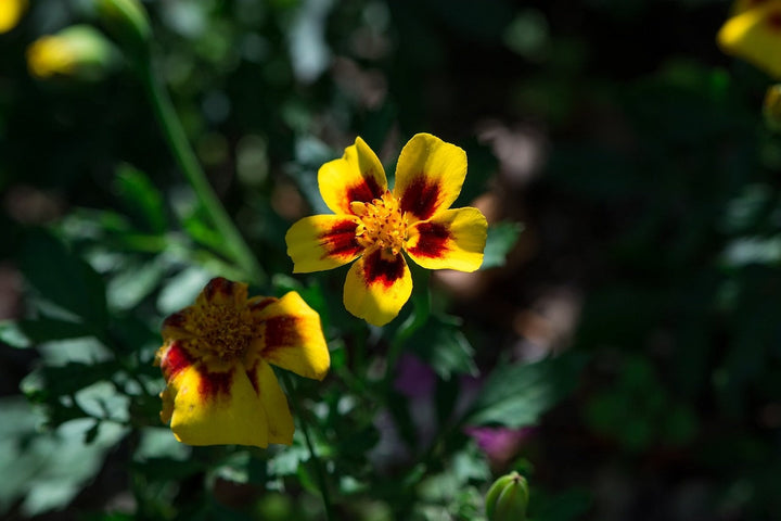 Les fleurs sauvages peuvent-elles pousser à l'ombre ?
