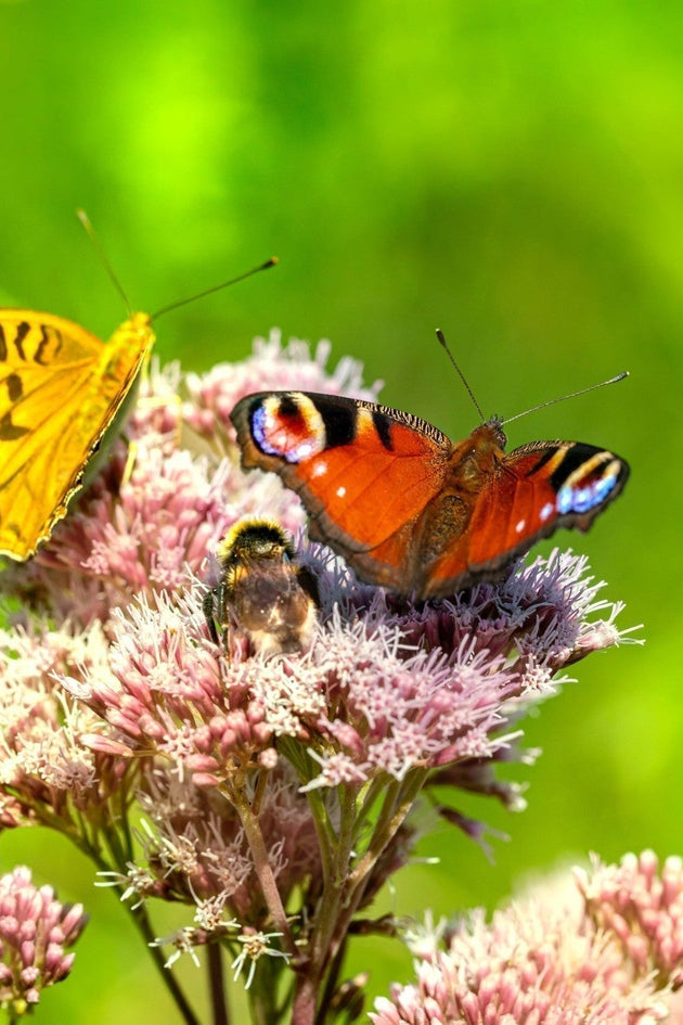 blog-maak-je-tuin-insectenvriendelijk