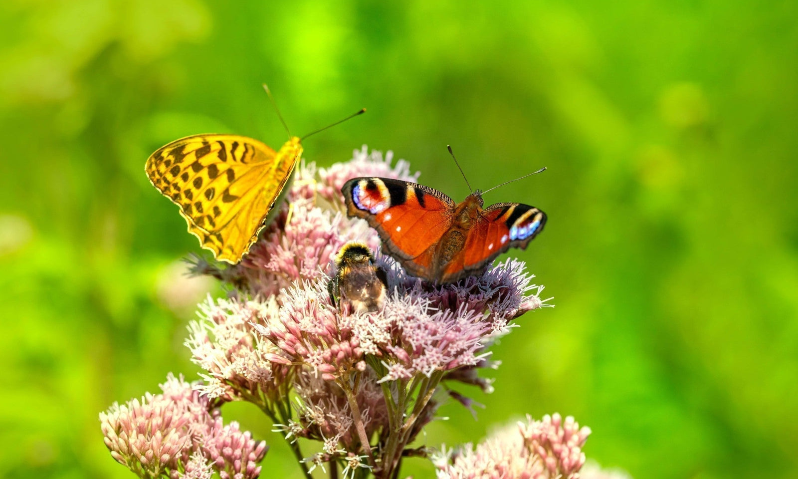 Rendez votre jardin accueillant pour les insectes !