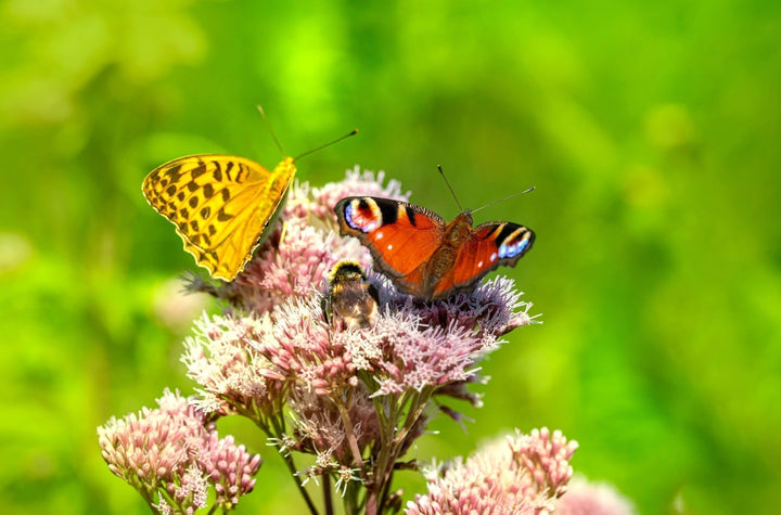 Rendez votre jardin accueillant pour les insectes !