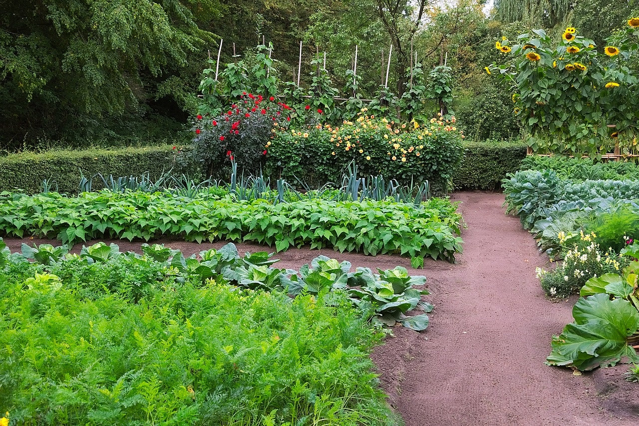 Comment et quand commencer un potager