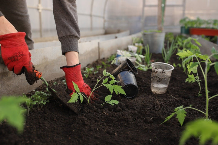 Comment et quand fertiliser le potager