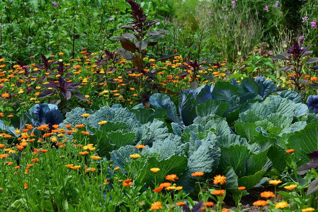 blog-moestuinbloemen