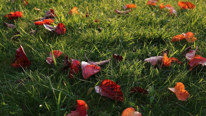 Engrais organiques contre engrais chimiques