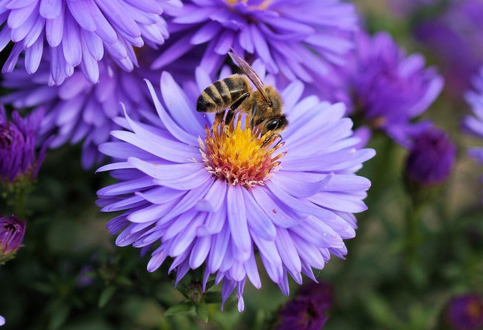 Les 10 meilleures fleurs pour les abeilles