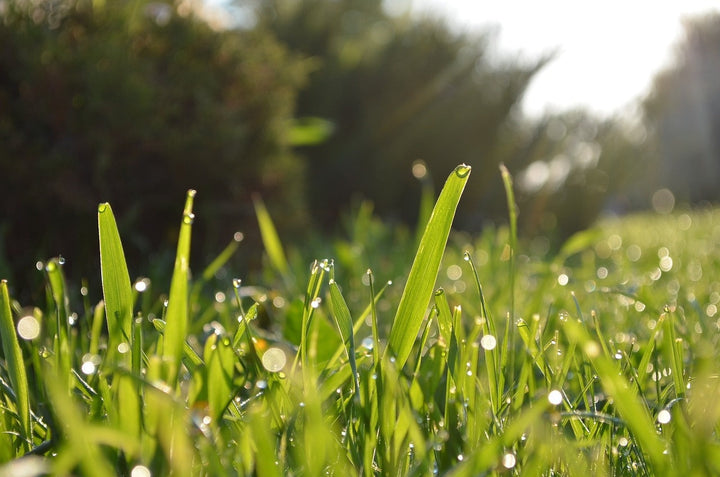 Quand fertiliser mon gazon ?