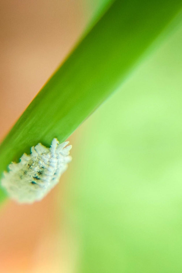 blog-wolluis-bestrijden