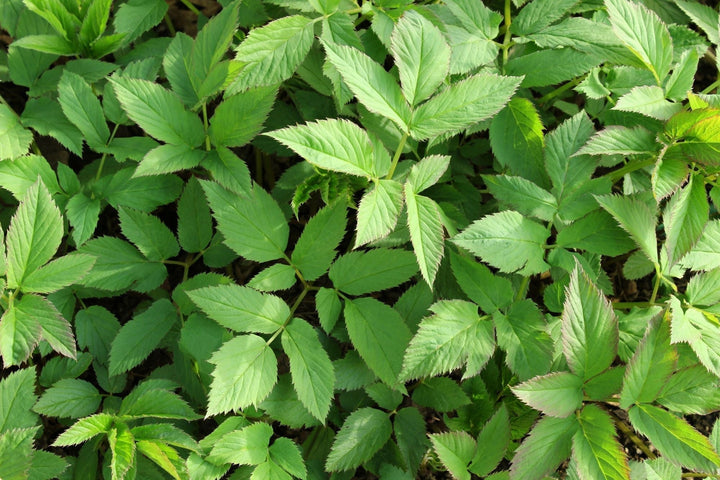Lutter contre l’égopode dans le jardin