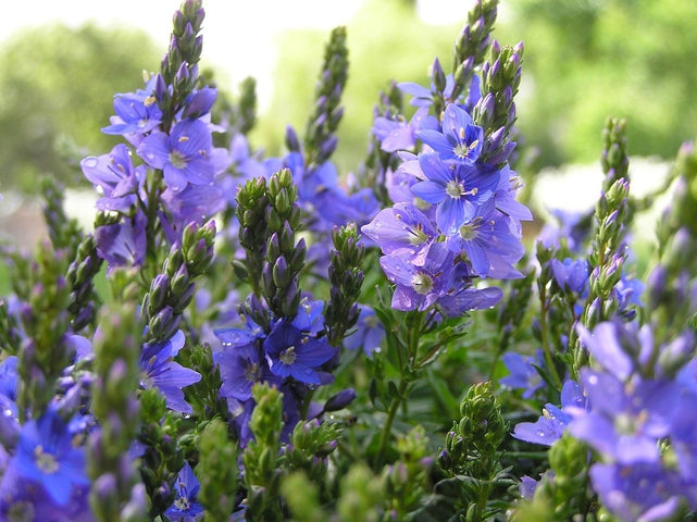 Semer des plantes couvre-sol contre les mauvaises herbes