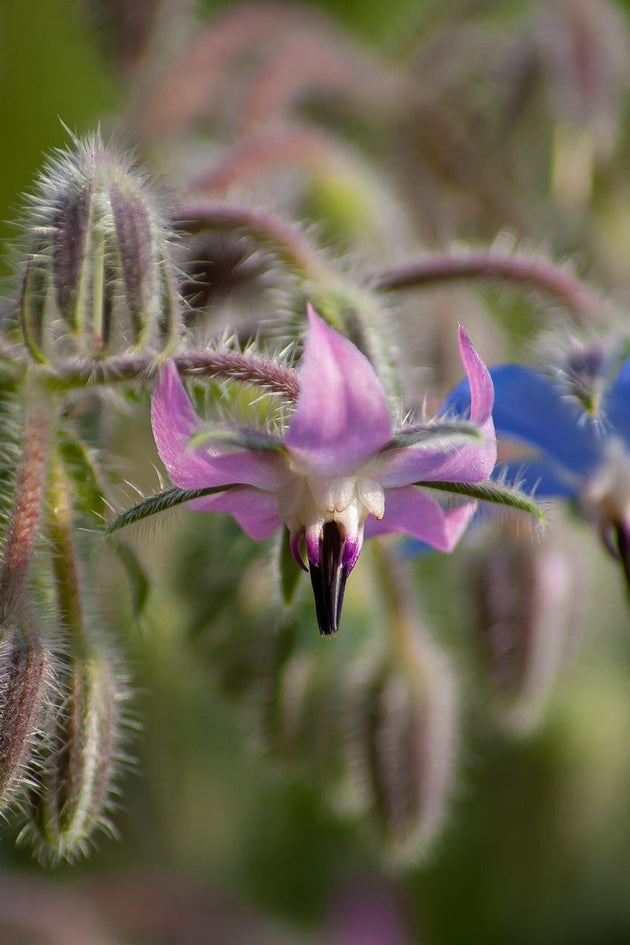 Borage - Komkommerkruid