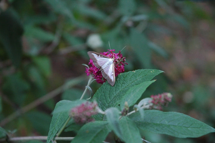 Lutter contre la pyrale du buis
