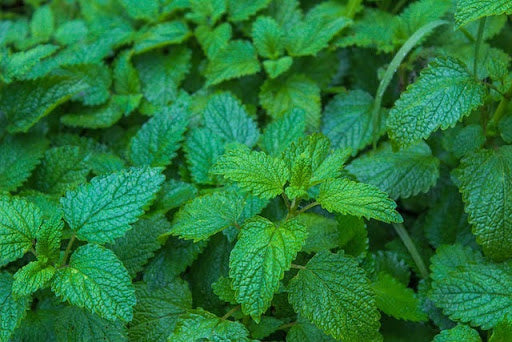 citroenmelisse-melissa-officinalis