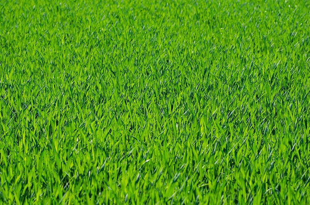 Gazongras_Engels-raaigras_kennisbank