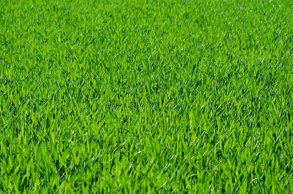 Gazongras_Engels-raaigras_kennisbank