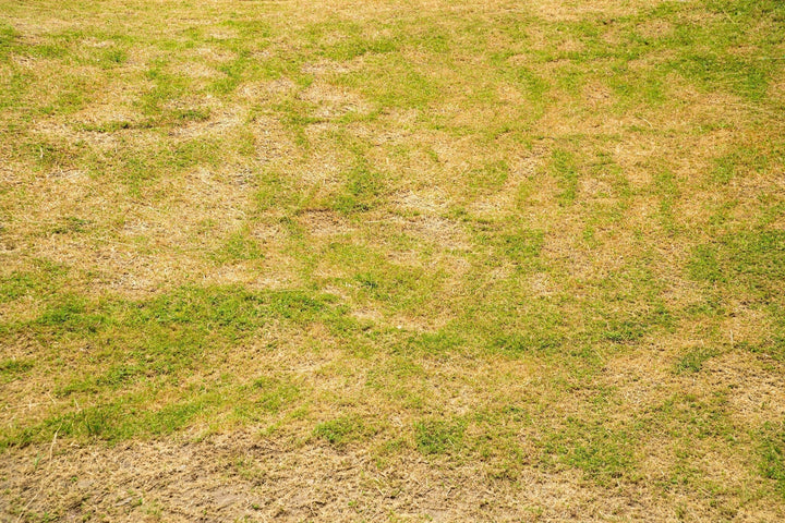 Herbe jaune