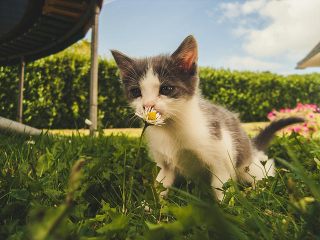 Plantes toxiques pour les chats