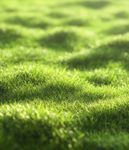 Nivellement d'une pelouse : conseils pratiques