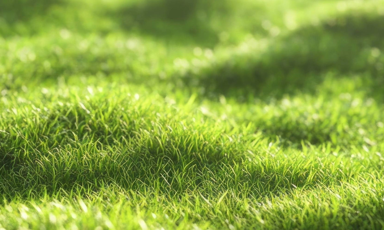 Nivellement d'une pelouse : conseils pratiques
