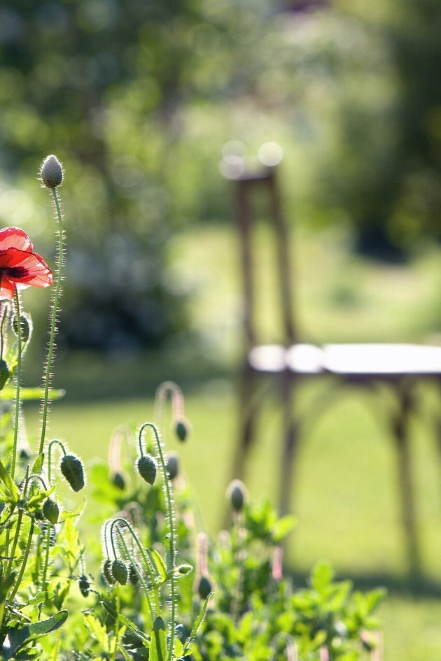 groene tuin