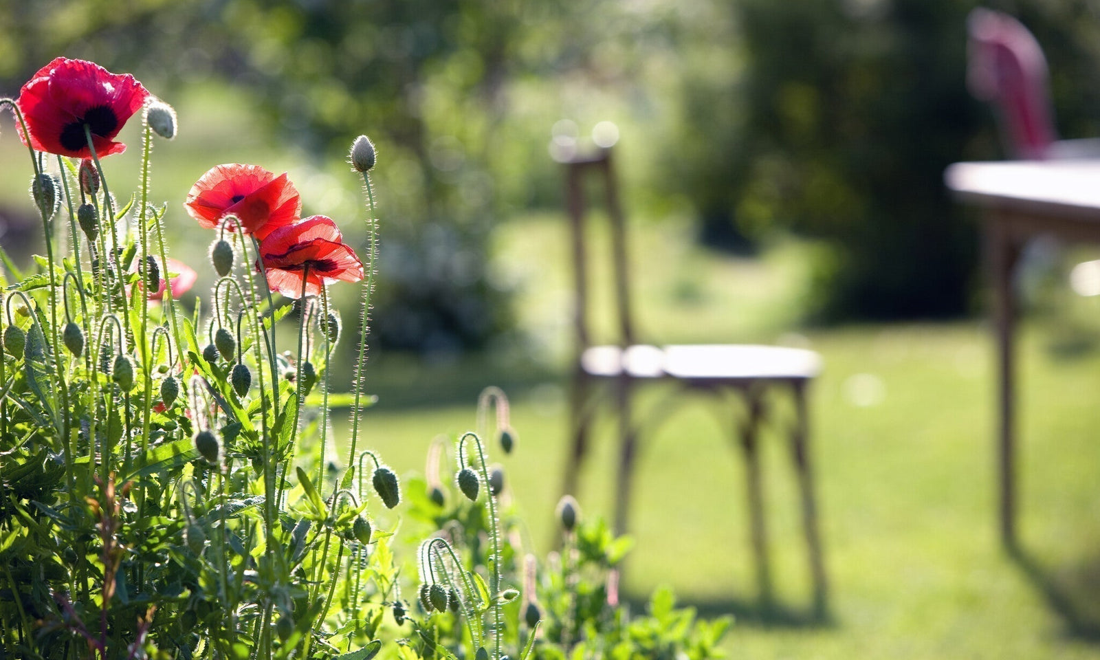Un jardin vert en 5 étapes faciles