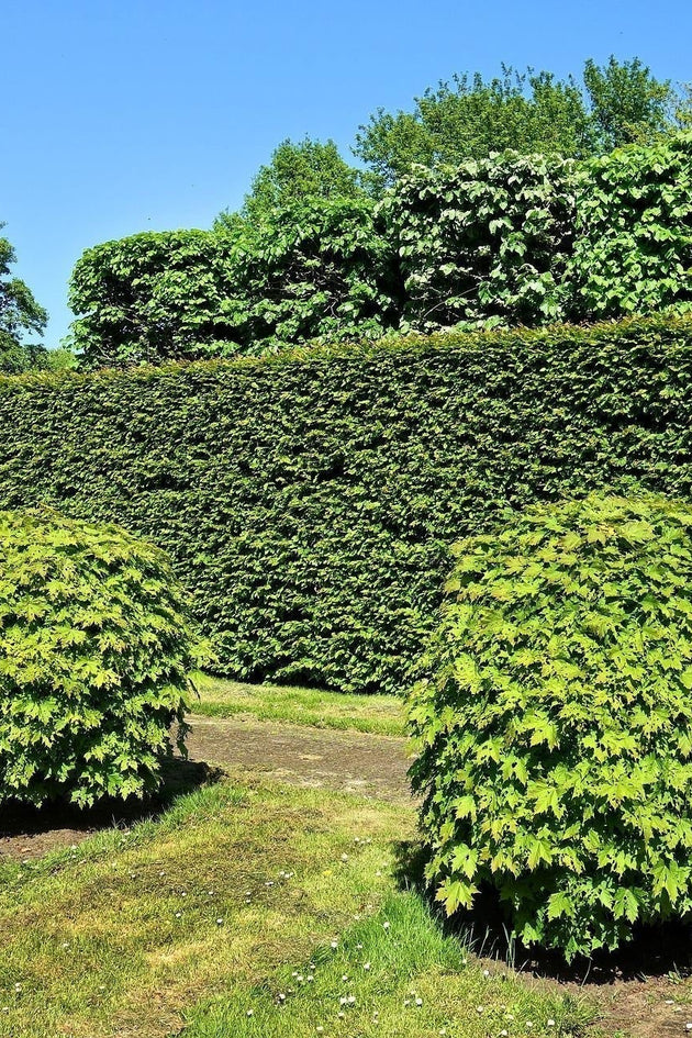 Haag-Heg-Heester_blog