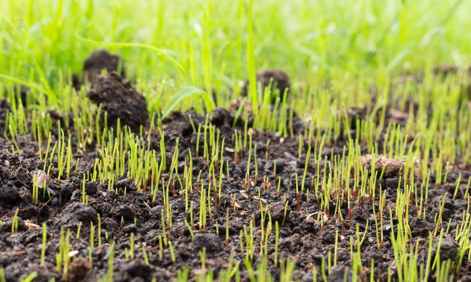 Combien de temps faut-il à une graine de gazon pour germer ?