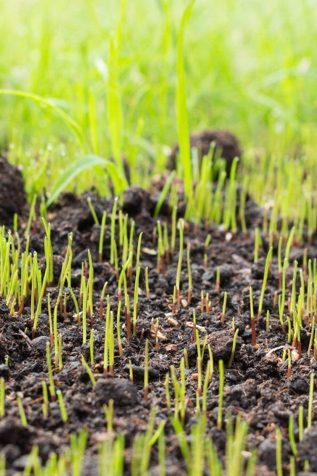 Hoelang duurt het tot graszaad ontkiemt?  Mulder Retail B.V.