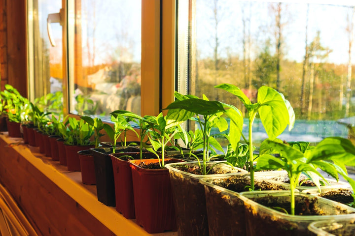 Calendrier des semis pour janvier