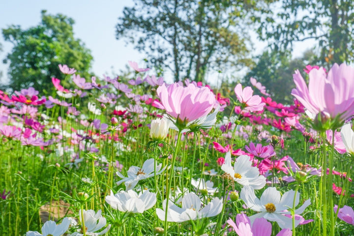 Calendrier des semis pour juin