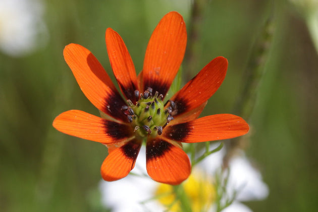 kennisbankartikel-zomeradonis