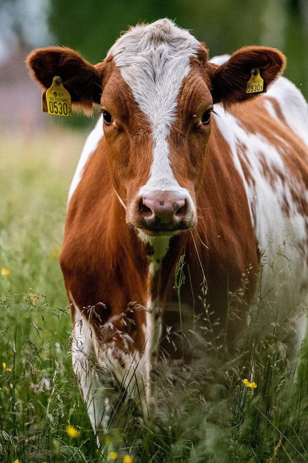 Koe_in_de_wei_blogfoto