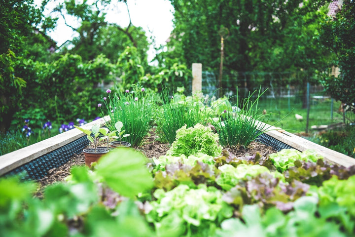 Création d'un jardin d'herbes aromatiques : Cultivez vos propres herbes !