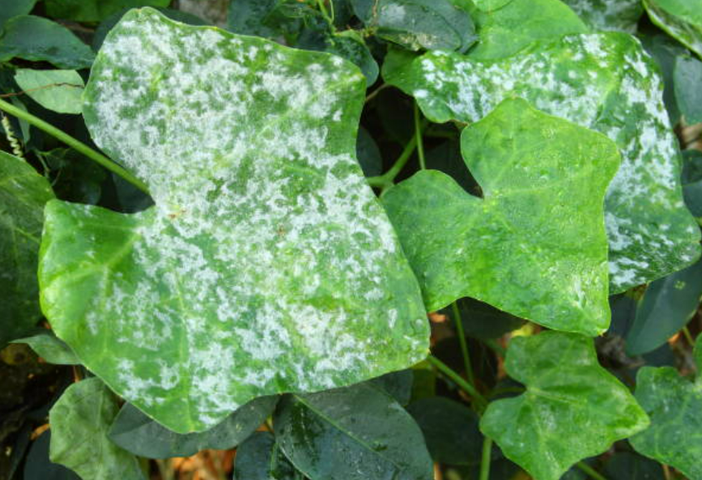 Lutte contre le mildiou conseils pratiques pour le jardin