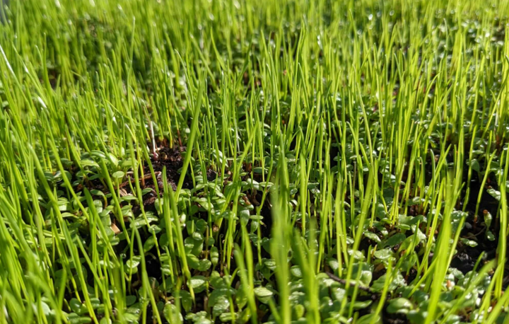 Micro-trèfle : créer une pelouse durable